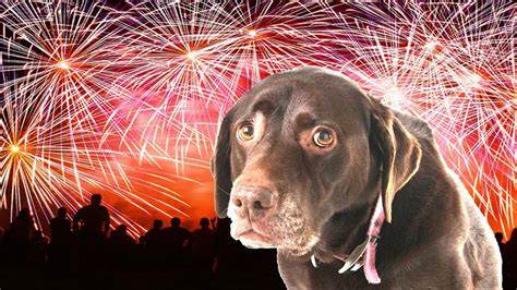 Helping your pet with fireworks stress post thumbnail image