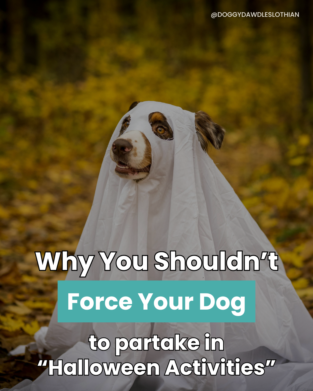 dress up your dog