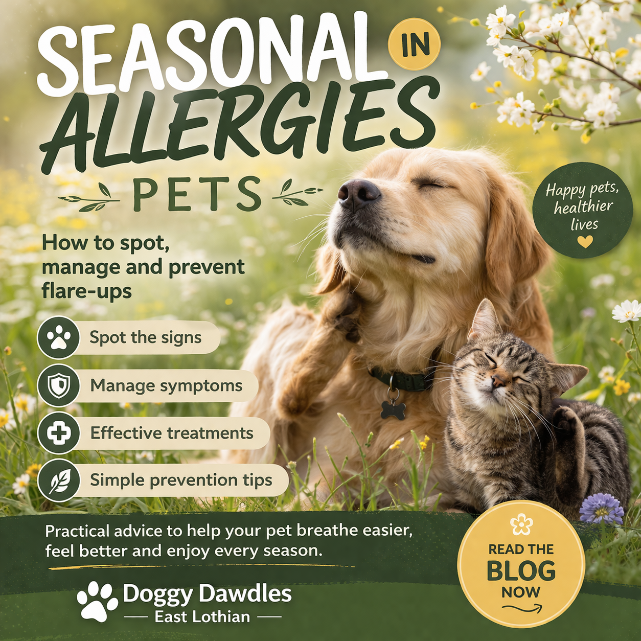 pet allergies graphic