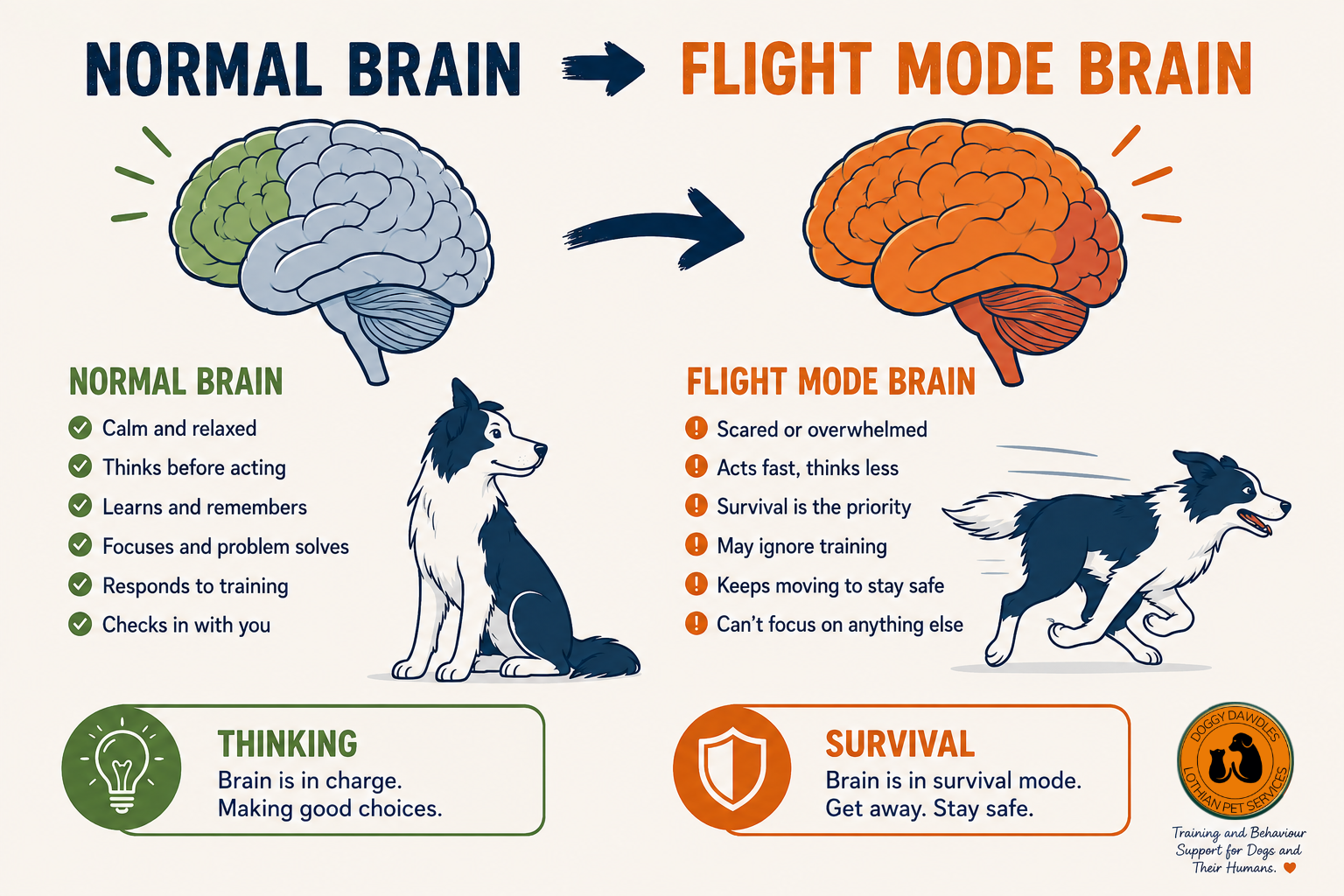 Illustration comparing a dog's normal brain with flight mode brain during fear.